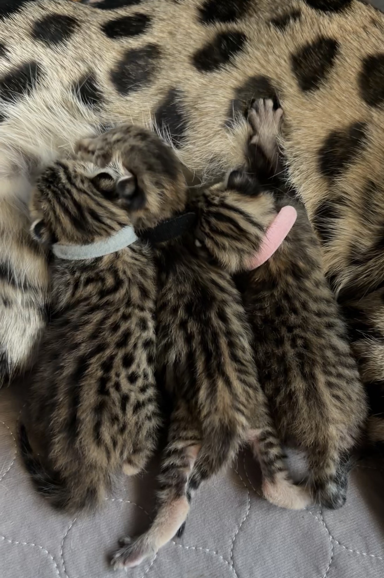 SavCats F2 Savannah kittens